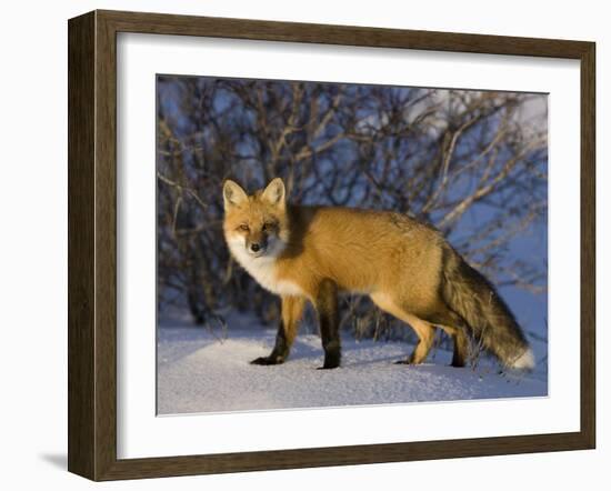 Redfox (Vulpes Vulpes), Churchill, Hudson Bay, Manitoba, Canada-Thorsten Milse-Framed Photographic Print