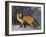 Redfox (Vulpes Vulpes), Churchill, Hudson Bay, Manitoba, Canada-Thorsten Milse-Framed Photographic Print