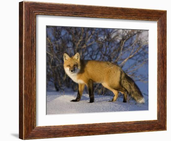 Redfox (Vulpes Vulpes), Churchill, Hudson Bay, Manitoba, Canada-Thorsten Milse-Framed Photographic Print