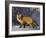 Redfox (Vulpes Vulpes), Churchill, Hudson Bay, Manitoba, Canada-Thorsten Milse-Framed Photographic Print