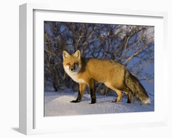 Redfox (Vulpes Vulpes), Churchill, Hudson Bay, Manitoba, Canada-Thorsten Milse-Framed Photographic Print