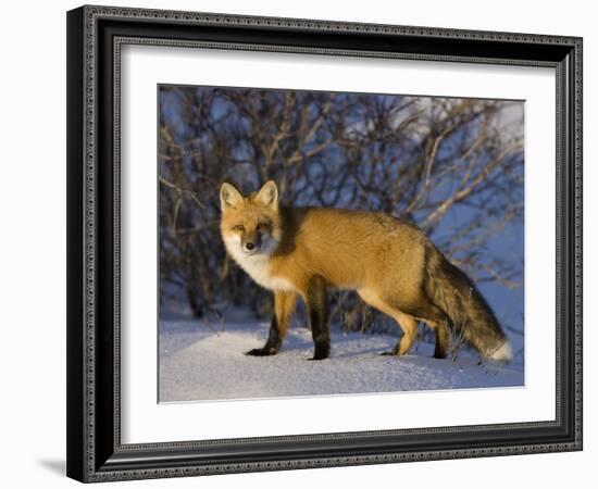 Redfox (Vulpes Vulpes), Churchill, Hudson Bay, Manitoba, Canada-Thorsten Milse-Framed Photographic Print