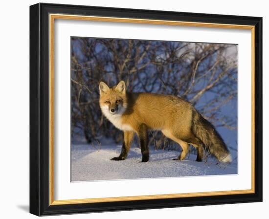 Redfox (Vulpes Vulpes), Churchill, Hudson Bay, Manitoba, Canada-Thorsten Milse-Framed Photographic Print