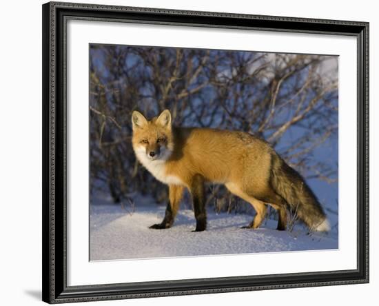 Redfox (Vulpes Vulpes), Churchill, Hudson Bay, Manitoba, Canada-Thorsten Milse-Framed Photographic Print