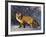 Redfox (Vulpes Vulpes), Churchill, Hudson Bay, Manitoba, Canada-Thorsten Milse-Framed Photographic Print