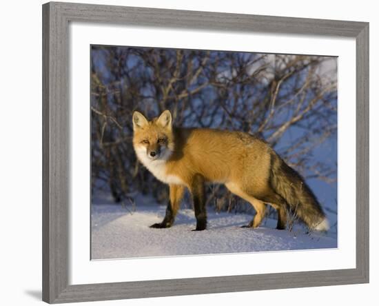 Redfox (Vulpes Vulpes), Churchill, Hudson Bay, Manitoba, Canada-Thorsten Milse-Framed Photographic Print