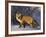 Redfox (Vulpes Vulpes), Churchill, Hudson Bay, Manitoba, Canada-Thorsten Milse-Framed Photographic Print