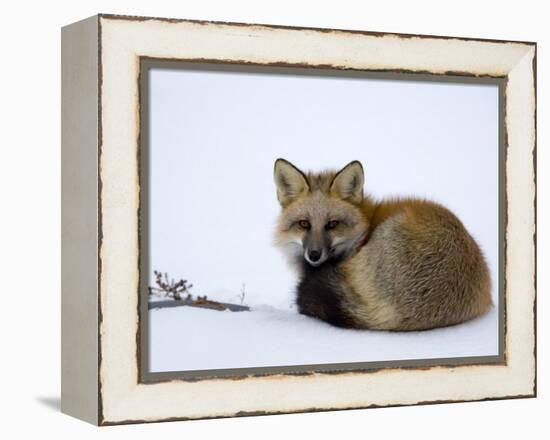 Redfox (Vulpes Vulpes), Churchill, Hudson Bay, Manitoba, Canada-Thorsten Milse-Framed Premier Image Canvas