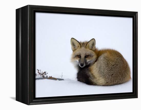 Redfox (Vulpes Vulpes), Churchill, Hudson Bay, Manitoba, Canada-Thorsten Milse-Framed Premier Image Canvas