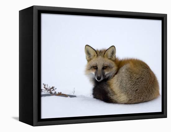 Redfox (Vulpes Vulpes), Churchill, Hudson Bay, Manitoba, Canada-Thorsten Milse-Framed Premier Image Canvas