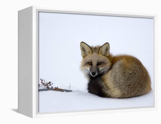 Redfox (Vulpes Vulpes), Churchill, Hudson Bay, Manitoba, Canada-Thorsten Milse-Framed Premier Image Canvas