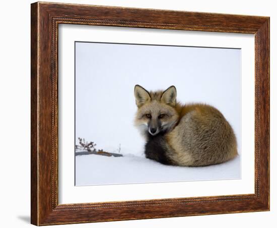 Redfox (Vulpes Vulpes), Churchill, Hudson Bay, Manitoba, Canada-Thorsten Milse-Framed Photographic Print