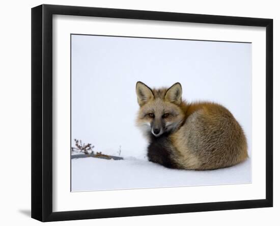 Redfox (Vulpes Vulpes), Churchill, Hudson Bay, Manitoba, Canada-Thorsten Milse-Framed Photographic Print