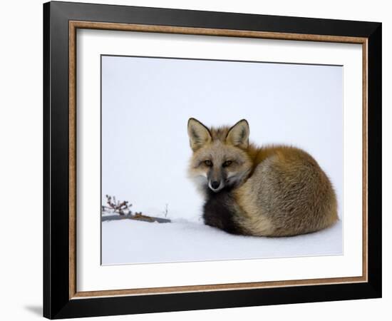 Redfox (Vulpes Vulpes), Churchill, Hudson Bay, Manitoba, Canada-Thorsten Milse-Framed Photographic Print