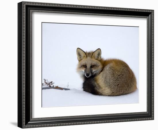 Redfox (Vulpes Vulpes), Churchill, Hudson Bay, Manitoba, Canada-Thorsten Milse-Framed Photographic Print