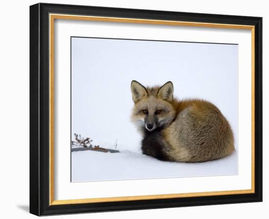 Redfox (Vulpes Vulpes), Churchill, Hudson Bay, Manitoba, Canada-Thorsten Milse-Framed Photographic Print