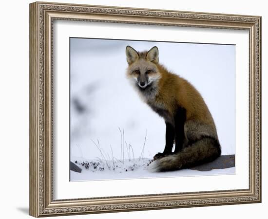 Redfox (Vulpes Vulpes), Churchill, Hudson Bay, Manitoba, Canada-Thorsten Milse-Framed Photographic Print