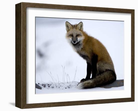 Redfox (Vulpes Vulpes), Churchill, Hudson Bay, Manitoba, Canada-Thorsten Milse-Framed Photographic Print