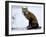 Redfox (Vulpes Vulpes), Churchill, Hudson Bay, Manitoba, Canada-Thorsten Milse-Framed Photographic Print