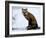 Redfox (Vulpes Vulpes), Churchill, Hudson Bay, Manitoba, Canada-Thorsten Milse-Framed Photographic Print