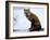 Redfox (Vulpes Vulpes), Churchill, Hudson Bay, Manitoba, Canada-Thorsten Milse-Framed Photographic Print