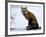 Redfox (Vulpes Vulpes), Churchill, Hudson Bay, Manitoba, Canada-Thorsten Milse-Framed Photographic Print