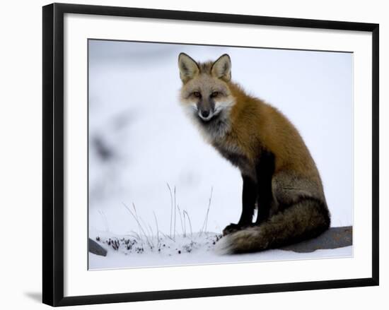 Redfox (Vulpes Vulpes), Churchill, Hudson Bay, Manitoba, Canada-Thorsten Milse-Framed Photographic Print