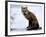 Redfox (Vulpes Vulpes), Churchill, Hudson Bay, Manitoba, Canada-Thorsten Milse-Framed Photographic Print