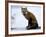 Redfox (Vulpes Vulpes), Churchill, Hudson Bay, Manitoba, Canada-Thorsten Milse-Framed Photographic Print