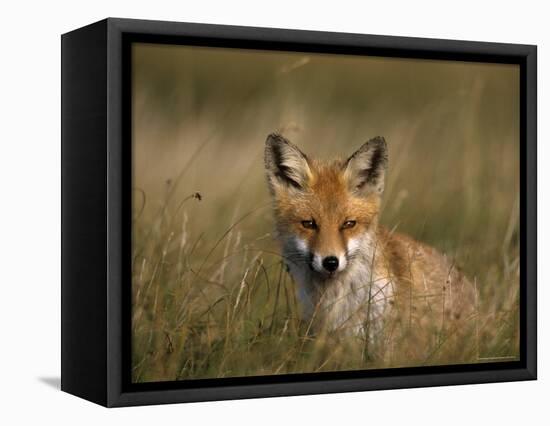 Redfox, (Vulpes Vulpes), Fischland, Mecklenburg-Vorpommern, Germany-Thorsten Milse-Framed Premier Image Canvas