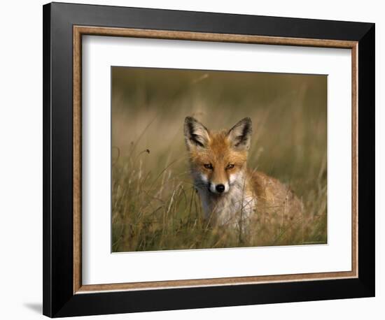 Redfox, (Vulpes Vulpes), Fischland, Mecklenburg-Vorpommern, Germany-Thorsten Milse-Framed Photographic Print