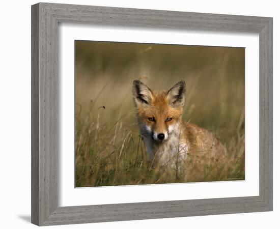 Redfox, (Vulpes Vulpes), Fischland, Mecklenburg-Vorpommern, Germany-Thorsten Milse-Framed Photographic Print