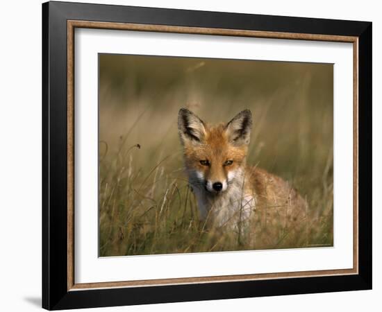 Redfox, (Vulpes Vulpes), Fischland, Mecklenburg-Vorpommern, Germany-Thorsten Milse-Framed Photographic Print