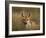 Redfox, (Vulpes Vulpes), Fischland, Mecklenburg-Vorpommern, Germany-Thorsten Milse-Framed Photographic Print