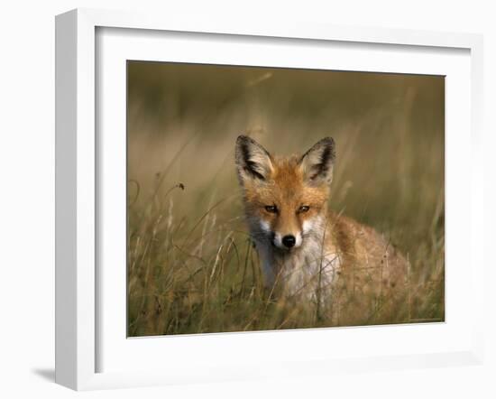 Redfox, (Vulpes Vulpes), Fischland, Mecklenburg-Vorpommern, Germany-Thorsten Milse-Framed Photographic Print