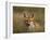 Redfox, (Vulpes Vulpes), Fischland, Mecklenburg-Vorpommern, Germany-Thorsten Milse-Framed Photographic Print