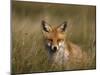 Redfox, (Vulpes Vulpes), Fischland, Mecklenburg-Vorpommern, Germany-Thorsten Milse-Mounted Photographic Print