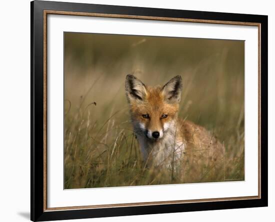 Redfox, (Vulpes Vulpes), Fischland, Mecklenburg-Vorpommern, Germany-Thorsten Milse-Framed Photographic Print