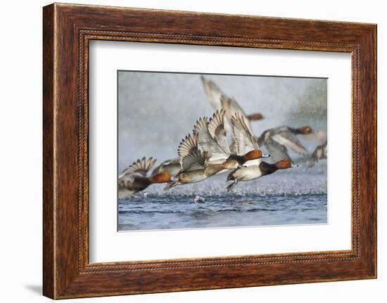 Redhead Duck (Aythya americana) flock flying from freshwater pond near Laguna Madre, Texas.-Larry Ditto-Framed Photographic Print