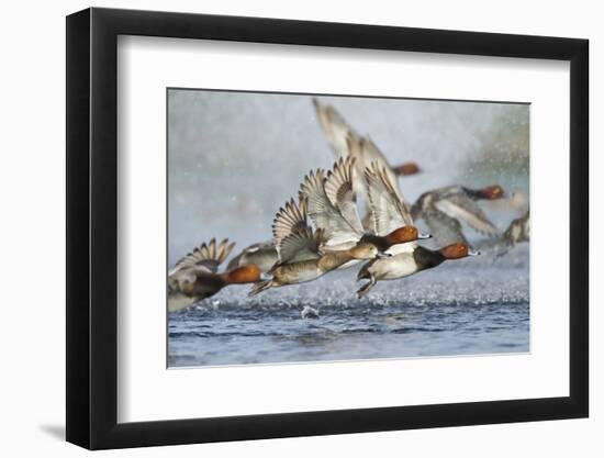 Redhead Duck (Aythya americana) flock flying from freshwater pond near Laguna Madre, Texas.-Larry Ditto-Framed Photographic Print