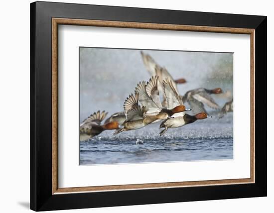 Redhead Duck (Aythya americana) flock flying from freshwater pond near Laguna Madre, Texas.-Larry Ditto-Framed Photographic Print