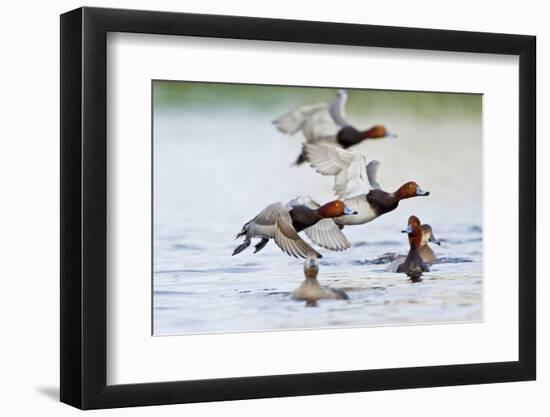 Redhead Duck (Aythya americana) flock flying from freshwater pond near Laguna Madre, Texas.-Larry Ditto-Framed Photographic Print