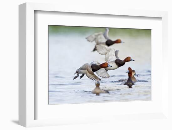 Redhead Duck (Aythya americana) flock flying from freshwater pond near Laguna Madre, Texas.-Larry Ditto-Framed Photographic Print