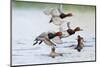 Redhead Duck (Aythya americana) flock flying from freshwater pond near Laguna Madre, Texas.-Larry Ditto-Mounted Photographic Print