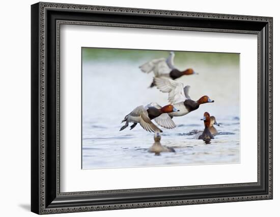 Redhead Duck (Aythya americana) flock flying from freshwater pond near Laguna Madre, Texas.-Larry Ditto-Framed Photographic Print