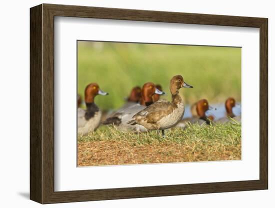 Redhead Duck (Aythya americana) flock resting by freshwater pond near Laguna Madre, Texas.-Larry Ditto-Framed Photographic Print