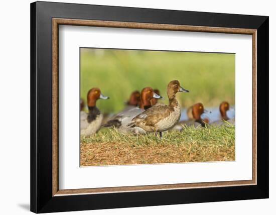 Redhead Duck (Aythya americana) flock resting by freshwater pond near Laguna Madre, Texas.-Larry Ditto-Framed Photographic Print