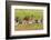 Redhead Duck (Aythya americana) flock resting by freshwater pond near Laguna Madre, Texas.-Larry Ditto-Framed Photographic Print