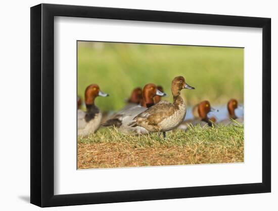 Redhead Duck (Aythya americana) flock resting by freshwater pond near Laguna Madre, Texas.-Larry Ditto-Framed Photographic Print