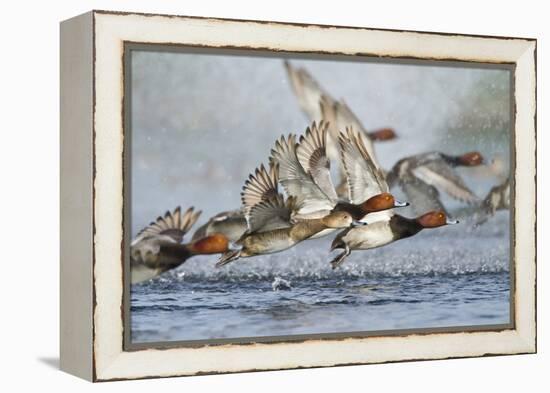 Redhead Duck Flock Flying from Freshwater Pond, Texas, USA-Larry Ditto-Framed Premier Image Canvas